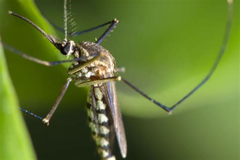 Different Types Of Mosquitoes Terminix Blog Mosquito Terminix