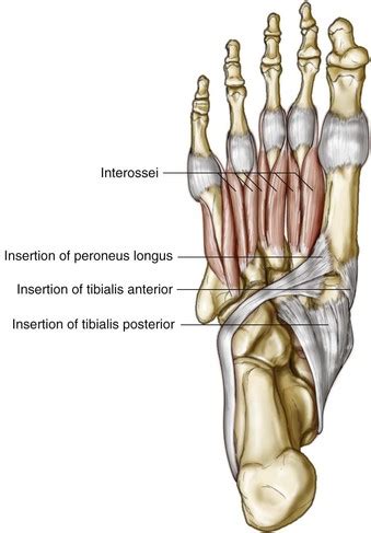 Insertions of the extrinsic foot muscle tendons on the plantar surface of the foot. Foot and Ankle | Musculoskeletal Key