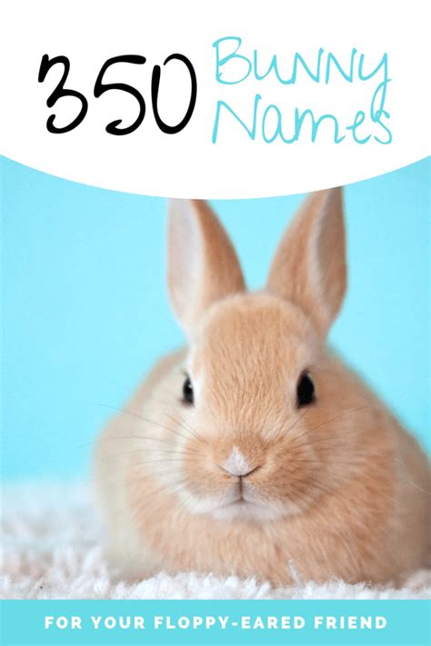350 Bunny Names For Your Floppy Eared Friend Pethelpful By Fellow