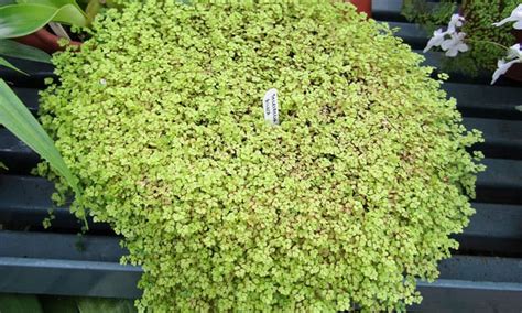 Consider a few suggestions from interior plantscaping professionals on the plant varieties and placements they recommend for creating sound privacy in workspaces. Best Sound Absorbing Indoor Plants
