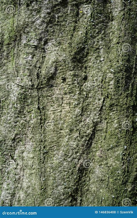 Tree Bark Or Rhytidome Texture Detail Stock Photo Image Of Bark
