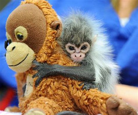 Look Whos Hangin Around Spider Monkey Babies Baby Animal Zoo