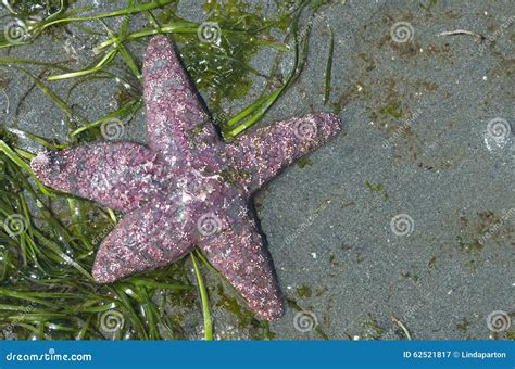 Purple Starfish Stock Image Image Of Shoreline Pacific 62521817