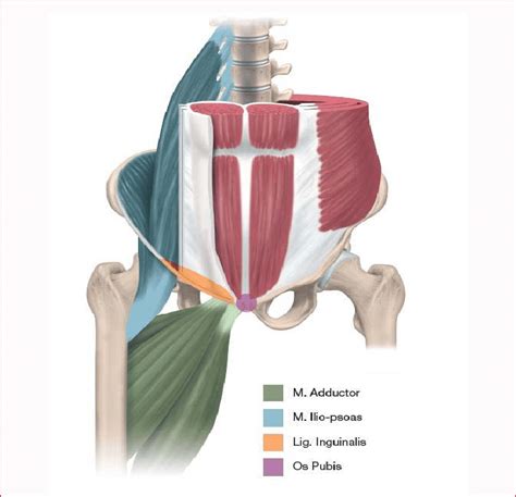 The inguinal ligament supports the muscles that run inferior to its fibers, including the iliopsoas and pectineus muscles of the hip. Four musculoskeletal structures where athletic groin pain may occur.... | Download Scientific ...