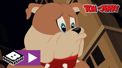 Spike bulldog is a gray, rough bulldog that appears in many of tom and jerry cartoons. Tom & Jerry | Spike Crying | Boomerang UK - YouTube