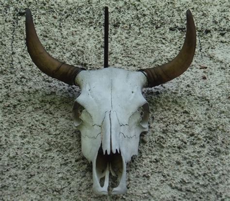 Cow Skull Free Photo Download Freeimages