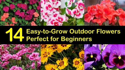 14 Easy To Grow Outdoor Flowers Perfect For Beginners
