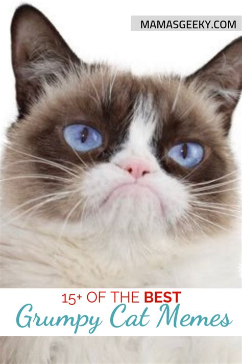 15 Of The Best Grumpy Cat Memes Rest In Peace Mamas Geeky
