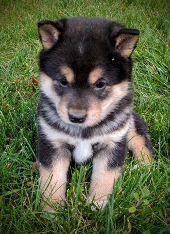 More details and photos at our website: AKC Shiba Inu Puppies! for Sale in Tualatin, Oregon ...