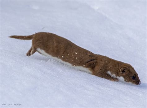 Weasel In The Snow Wow These Creatures Are Super Fast Cle Flickr
