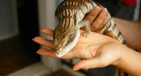 Skinks As Pets Everything You Need To Know Before Bringing One Home