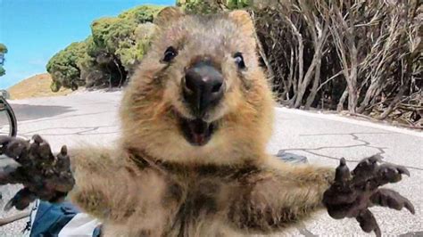 Worlds Happiest Animal The Quokka Becomes The Most