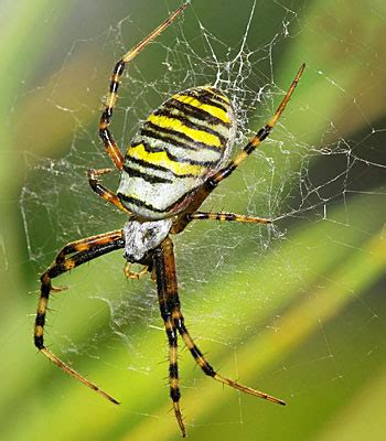 Ihren namen verdanken sie ihrer speziellen jagdtechnik. Spinnen in Australien - Trichternetzspinne und Rotrückenspinne