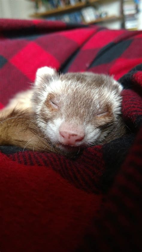 Ferrets Ferrets Care Baby Ferrets Funny Ferrets Guinea Pig Toys