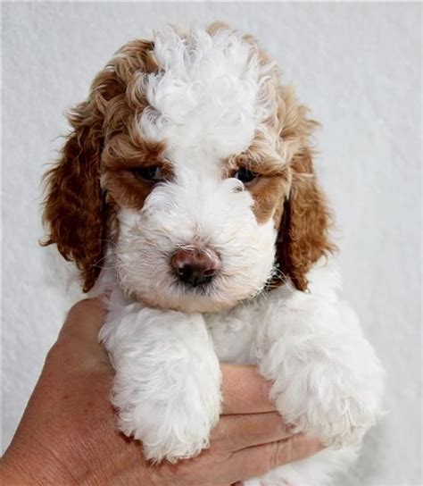 Mini f1b golden doodle puppies grow so fast. Bandit Parti curly Goldendoodle from Jazzy and Hunter litter at 5 weeks | Goldendoodle, Spoiled ...