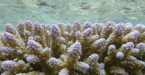 Study Ocean Acidification Stunting Growth Of Coral Reefs