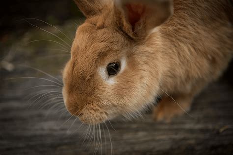 ﻿can Rabbits Eat Bananas Pet Care Advisors