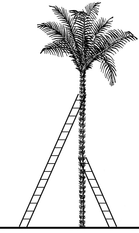 2 Ladders Leaning Against A Tree Clipart Etc
