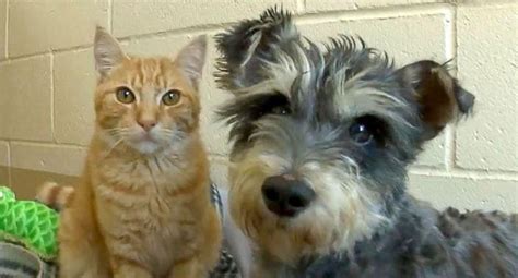 Toby and quinton were two bonded cats looking for a furever home together, and the thought of separating them was too much to bear. Romeo & Juliet: Cat and Dog are a Bonded Pair at ...
