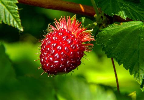 Beautiful Wild Berries You Can Pick And Eat