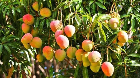 El árbol De Mango • Periódico El Campesino La Voz Del Campo Colombiano