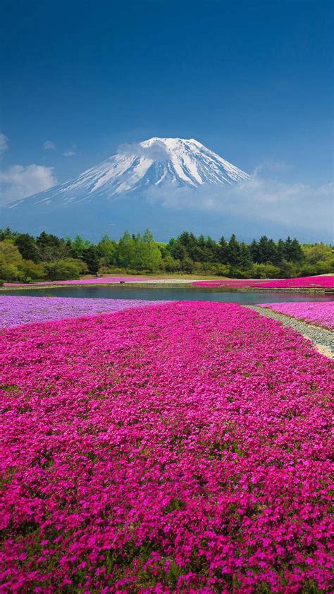 Mt Fuji Japan Smart Phone Wallpaper And Lock Screens Beautiful
