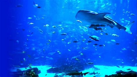 Relaxing Beautiful Hd Aquarium Video Download Screensaversbiz