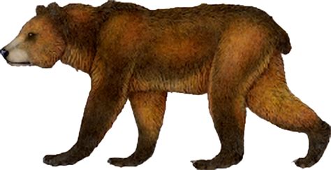 Atlas Bear Sciifii Novum Terram Wiki Fandom