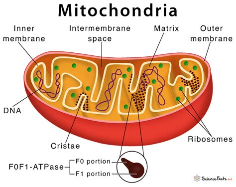 Mitochondria Labeled Worksheet
