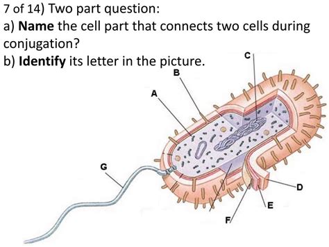 Animal cells have which of the following characteristics select all that apply. PPT - Linnaean & Modern Classification Challenge ...