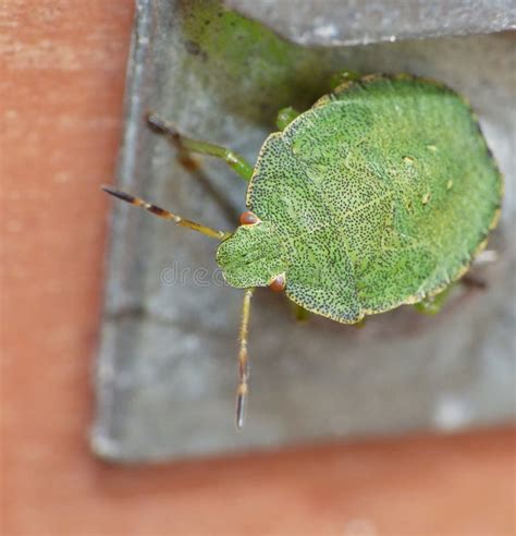 Macro Close Up Of A Green Shield Bug Stink Bug Photo Taken In The Uk