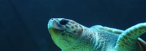 Sea Turtle Protection Program Bald Head Island Conservancy