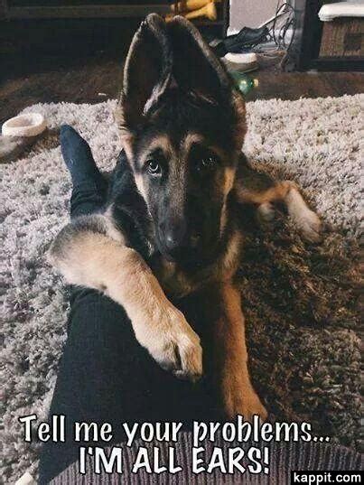 German shepherd marco loved by myriam claus for more original german shepherd memes and information join our fb community today! Tell me your problem... I'm all ears!