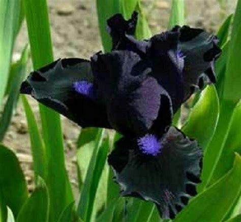Pin By Pam Cross On Gardening Black Flowers Iris Flowers Dark Flowers