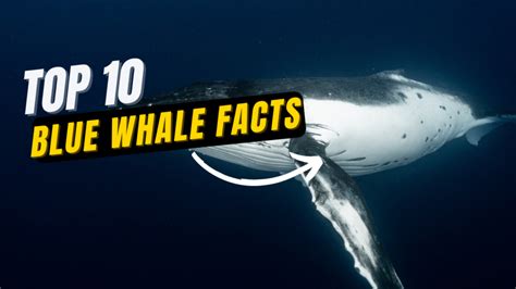 10 Interesting Blue Whale Facts Shocking Facts In 2022