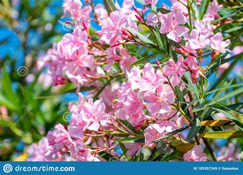 Beautiful Pink Nerium Oleander Flowers On Bright Summer Day Stock Image