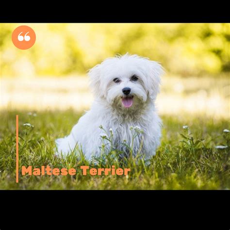 Malta Terrier Köpek Irkının Sık Tercih Edilme Nedenleri