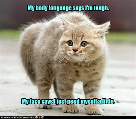 Dont Look At My Face Lolcats Lol Cat Memes Funny Cats Funny
