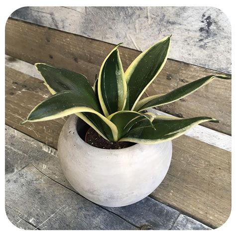 Mini Snake Plant Hahnii Black Gold Sansevieria Davenport Garden Centre