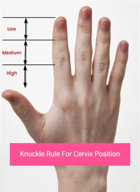 cervix position what cervical position tells you about your fertility