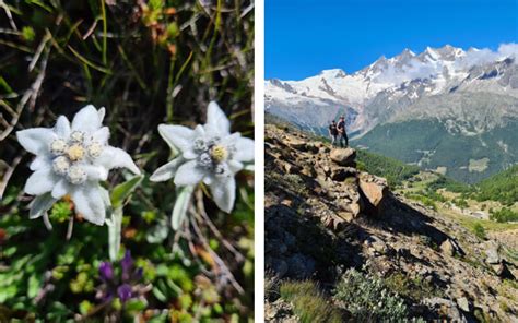 10 Best Summer Wildflower Hikes In The Swiss Alps