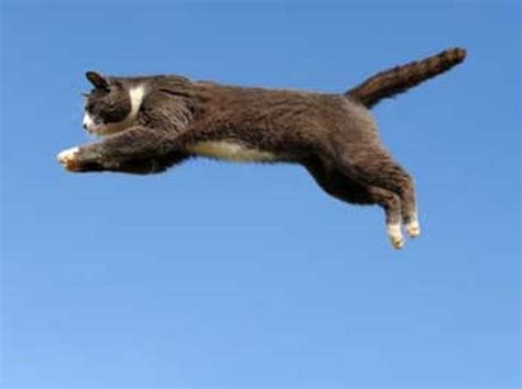 An Awesome Gallery Of Jumping Cats
