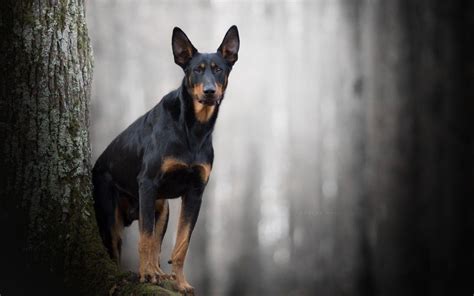 Wallpapers Dog Doberman Wallpaper Cave