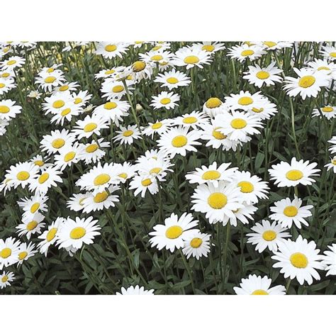 Orientalis with other closely related species to improve the flowers. 2.5-Quart Shasta Daisy (L10999) | Perennials, Winter plants