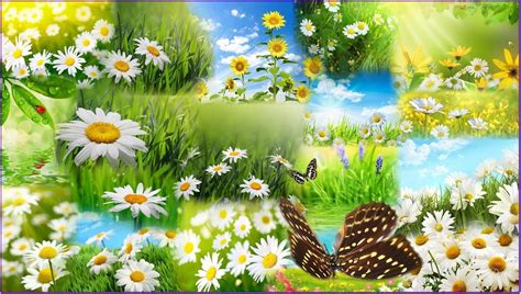 Spring Flower Desktop Backgrounds Wallpaper Cave