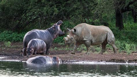 Hippo Protect Baby From Rhino Mother Hippo Vs Rhino Big Battle Baby