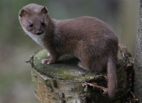Weasel Images Least Weasel Weasels Pinterest Animal Wildlife