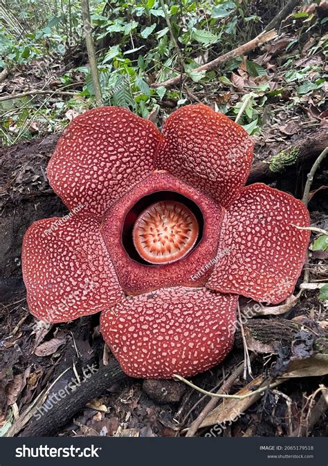 Largest Flower Indonesia Rafflesia Arnoldi Foto Stok