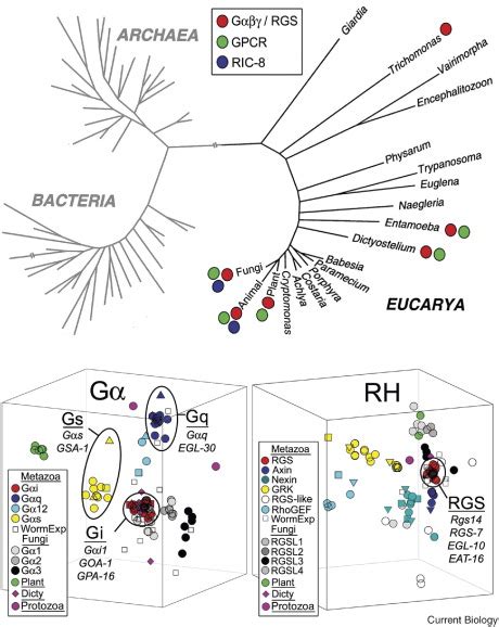 New Roles for Gα and RGS Proteins Communication Continues despite