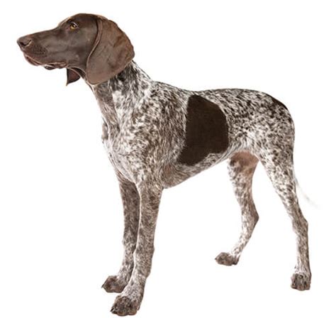 German Short Haired Pointer Dog Breed Purina